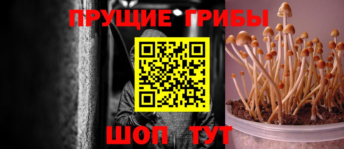 Михайловск  Псилоцибиновые грибы Psilocybine cubensis  Вход с VPN 